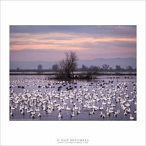 Winter Geese, Winter Pond