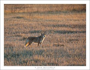 Central Valley Coyote