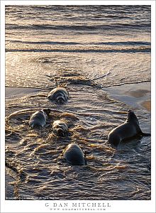 Elephant Seals, Stream