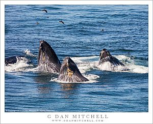 Bubble-Feeding Humpback Whales