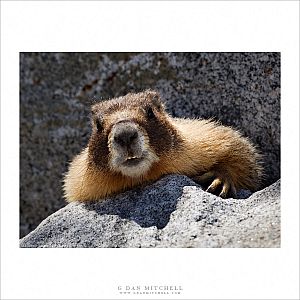 Crouching Marmot
