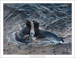 Elephant Seals in Surf