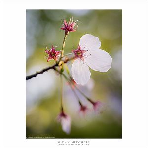 Cherry Blossom, Hakone Garden