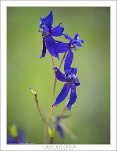 Larkspur Blue and Green