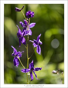Larkspur Plant and Flowers