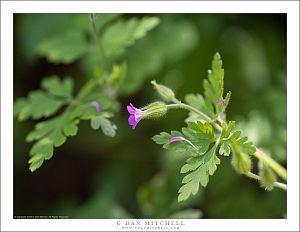 Tiny Purple Flower
