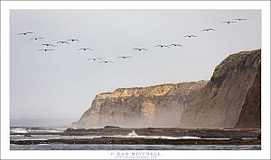 Pelicans and Coastal Bluffs