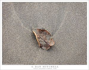 Leaf and Sand