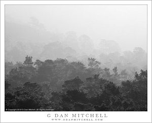 Coastal Forest, Fog