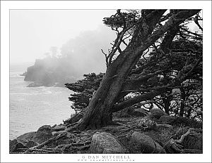 Windswept Trees, Coastal Bluffs