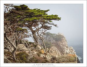 Cliffside Trees, Fog