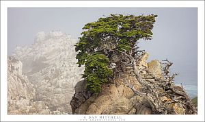 Monterey Cypress, Cormorant Rookery, Fog