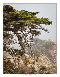 Monterey Cypress, Clearing Fog