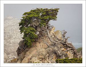 Monterey Cypress, Fog