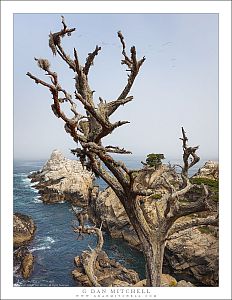 Monterey Cypress Snag