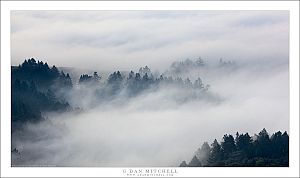 Marin Hills Fog