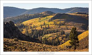 Autumn Color, East of the Sierra