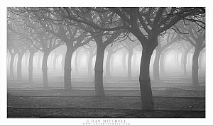Dormant Trees and Fog