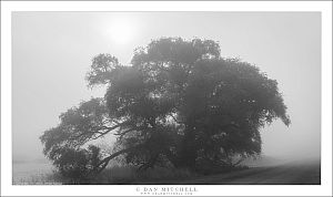 Levee Road, Fog, and Tree