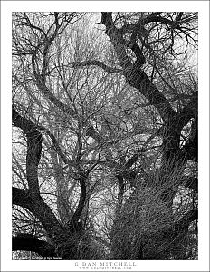 Old Tree in Winter