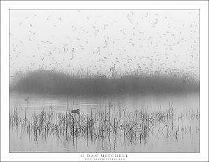 Winter Pond, Birds and Fog