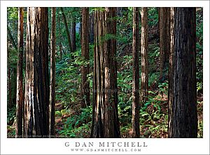 RedwoodForestMuirWoods2009102