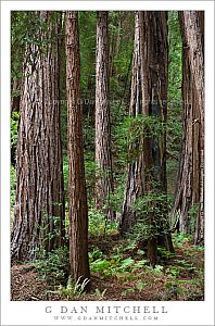 RedwoodGroupAndFerns20090819