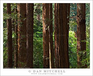 RedwoodGroveMorning20100417