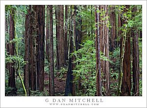 RedwoodGroveMuirWoods20091218