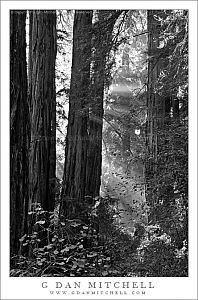 RedwoodsLightBeamsMuirWoodsBW20091025