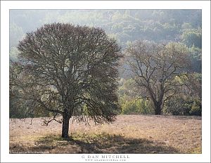 Two Winter Oak Trees