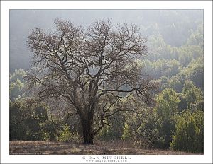 Winter Haze, Dormant Oak