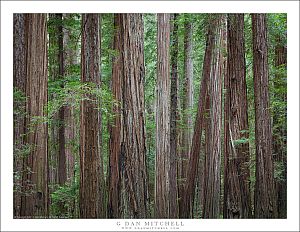 Wall of Redwoods