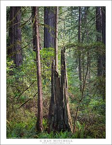 Old Stump, Redwood Forest