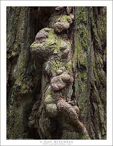 Old Growth Redwood Bark