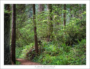 Redwood Trail, Spring Morning