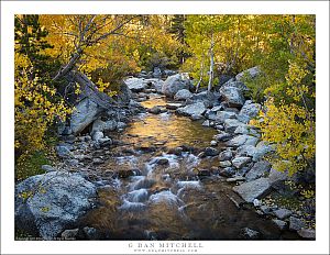 Aspen-Lined Creek