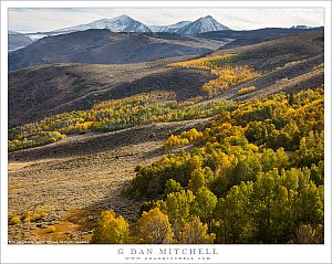 Aspens, Early Evening