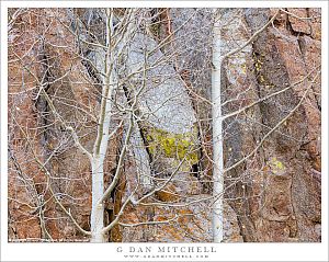 Cliff Face and Bare Aspen Trees