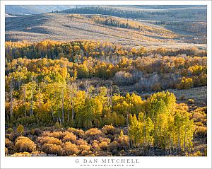 Fall Color, Eastern Sierra Foothills