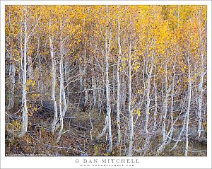Small Aspen Trees, Autumn