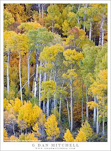 Tall Aspen Trees, Autumn