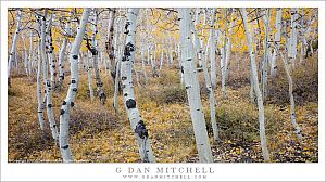 Within The Aspen Grove