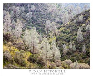 Sierra Foothills, Late Winter