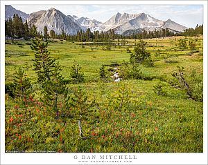Meadow, Flowers, Trees, and Mountains