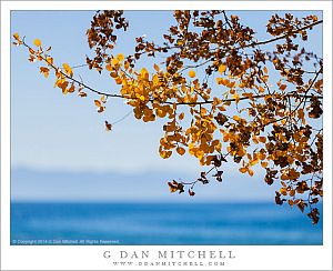 Autumn Leaves, Tahoe Shoreline