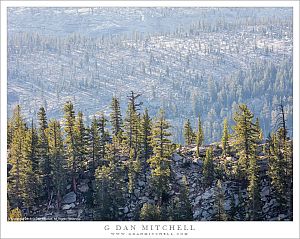 Forest, Granite Ridges