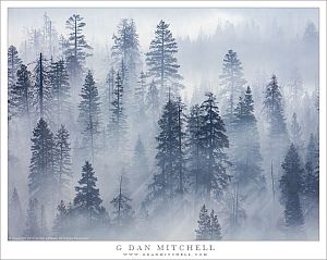 Forest, Wildfire Smoke