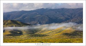 Spring Flowers, Mountains, And Clearing Fog
