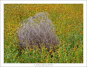 Tumbleweed Among The Wildflowers